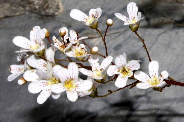 Saxifraga cochlearis